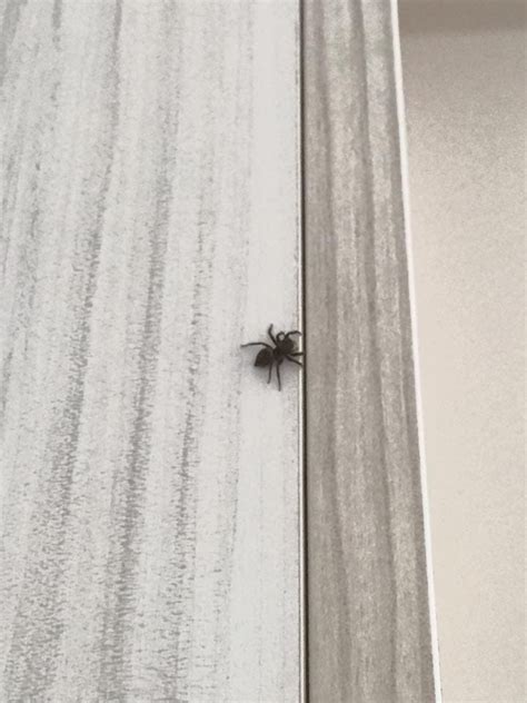 屬狗男性格 房間一直出現小蜘蛛